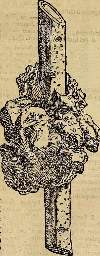 An illustration from Museo Cospiano : annesso a quello del famoso Vlisse Aldrovandi e donato alla sua patria dall' illustrissimo signor Ferdinando Cospi ..., fra' gli Accademici Gelati il Fedele, e principe al presente de' medesimi, 1677, leaf 170