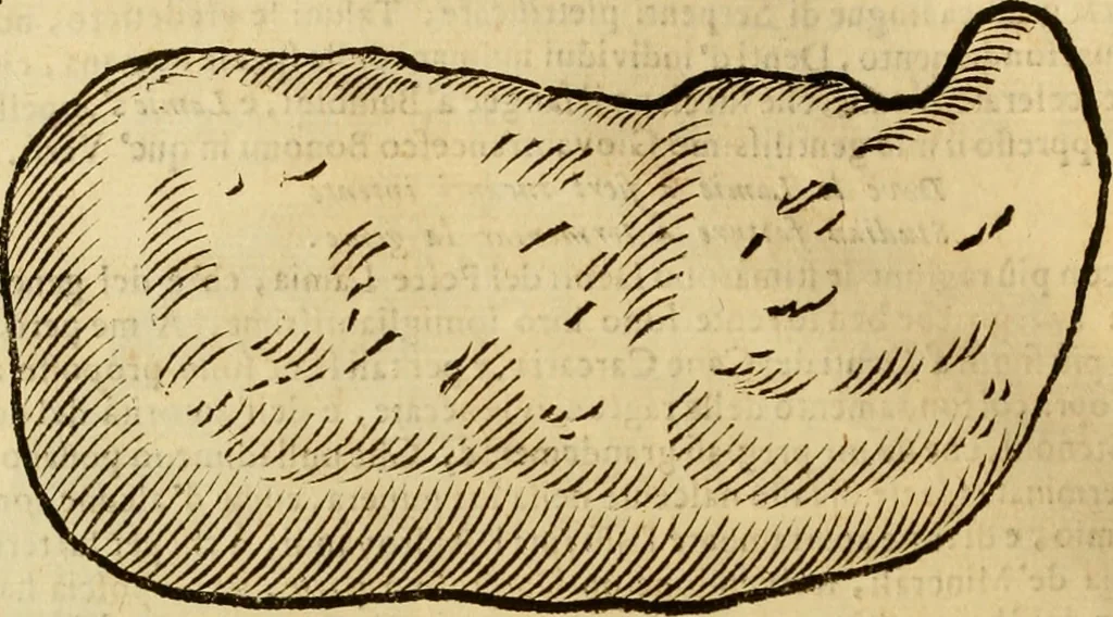 An illustration from Museo Cospiano : annesso a quello del famoso Vlisse Aldrovandi e donato alla sua patria dall' illustrissimo signor Ferdinando Cospi ..., fra' gli Accademici Gelati il Fedele, e principe al presente de' medesimi, 1677, leaf 197