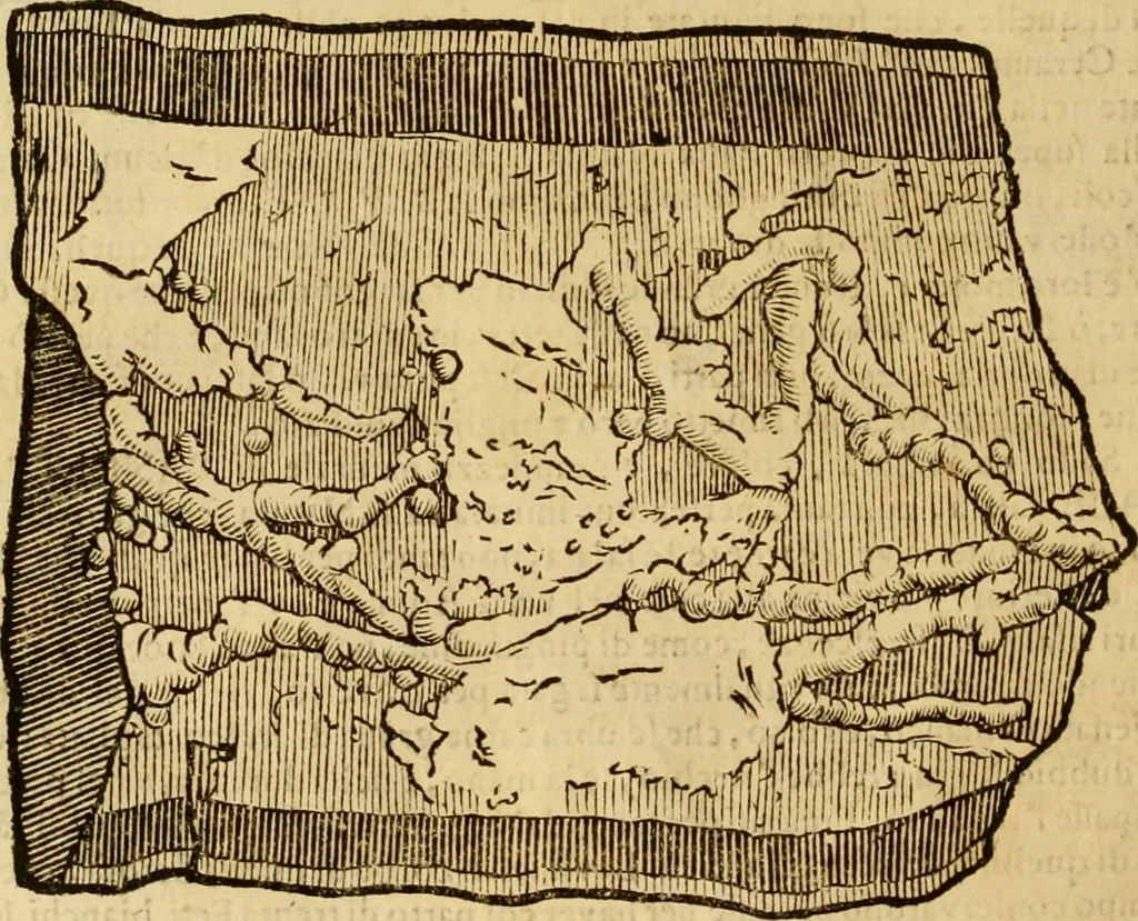 An illustration from Museo Cospiano : annesso a quello del famoso Vlisse Aldrovandi e donato alla sua patria dall' illustrissimo signor Ferdinando Cospi ..., fra' gli Accademici Gelati il Fedele, e principe al presente de' medesimi, 1677, leaf 197
