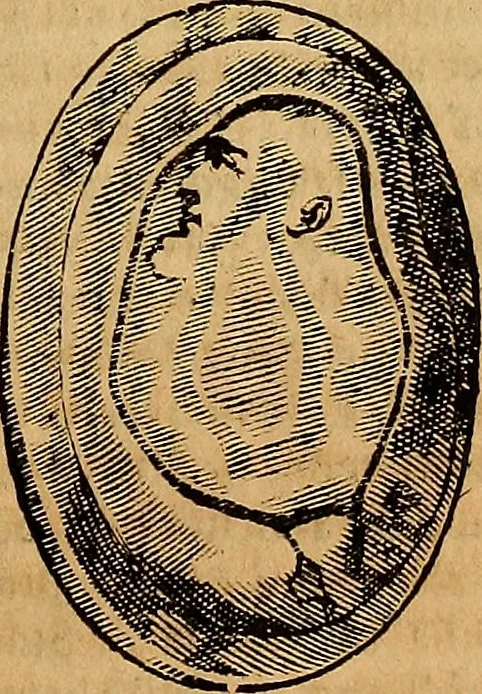 An illustration from Museo Cospiano : annesso a quello del famoso Vlisse Aldrovandi e donato alla sua patria dall' illustrissimo signor Ferdinando Cospi ..., fra' gli Accademici Gelati il Fedele, e principe al presente de' medesimi, 1677, leaf 202