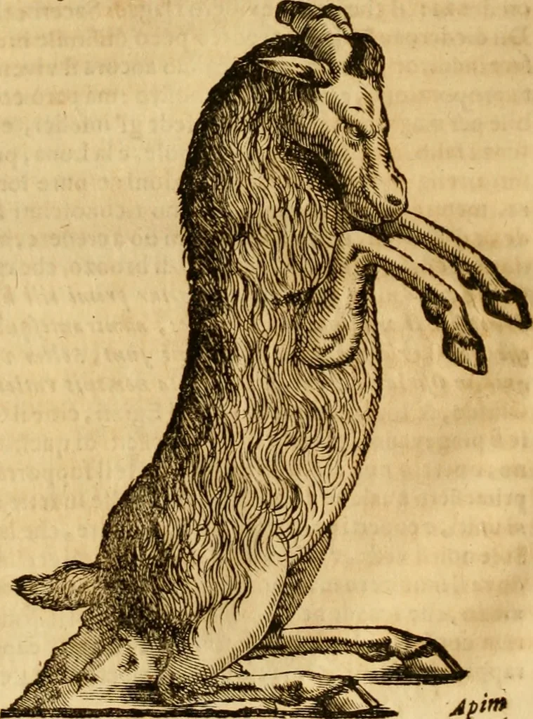 An illustration from Museo Cospiano : annesso a quello del famoso Vlisse Aldrovandi e donato alla sua patria dall' illustrissimo signor Ferdinando Cospi ..., fra' gli Accademici Gelati il Fedele, e principe al presente de' medesimi, 1677, leaf 505