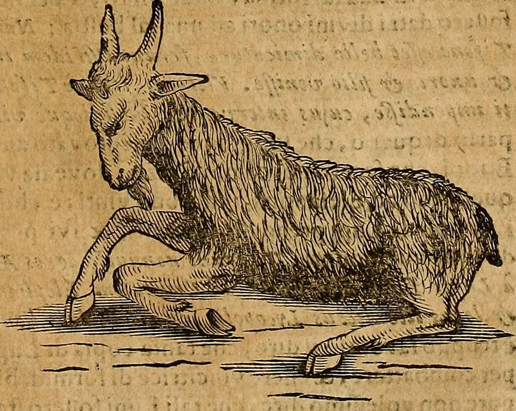 An illustration from Museo Cospiano : annesso a quello del famoso Vlisse Aldrovandi e donato alla sua patria dall' illustrissimo signor Ferdinando Cospi ..., fra' gli Accademici Gelati il Fedele, e principe al presente de' medesimi, 1677, leaf 506