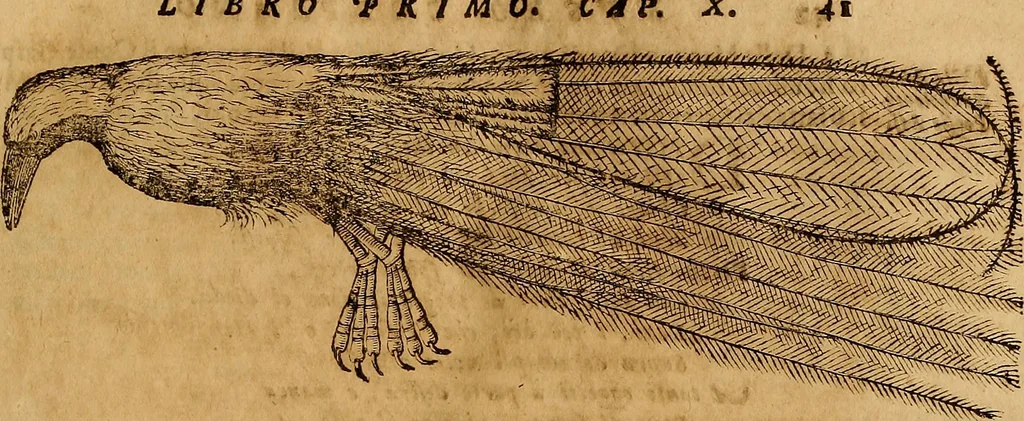An illustration from Museo Cospiano : annesso a quello del famoso Vlisse Aldrovandi e donato alla sua patria dall' illustrissimo signor Ferdinando Cospi ..., fra' gli Accademici Gelati il Fedele, e principe al presente de' medesimi, 1677, leaf 70