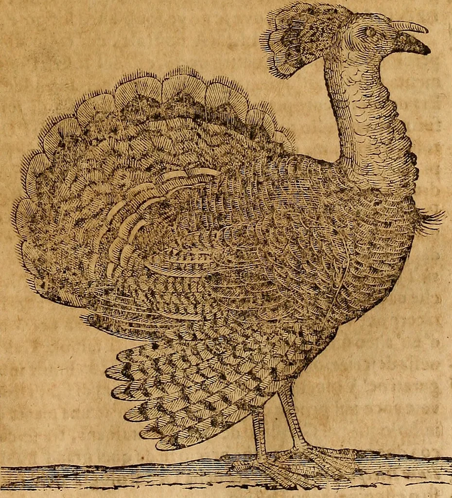An illustration from Museo Cospiano : annesso a quello del famoso Vlisse Aldrovandi e donato alla sua patria dall' illustrissimo signor Ferdinando Cospi ..., fra' gli Accademici Gelati il Fedele, e principe al presente de' medesimi, 1677, leaf 72