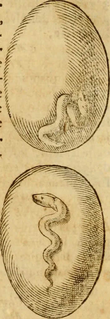 An illustration from Museo Cospiano : annesso a quello del famoso Vlisse Aldrovandi e donato alla sua patria dall' illustrissimo signor Ferdinando Cospi ..., fra' gli Accademici Gelati il Fedele, e principe al presente de' medesimi, 1677, leaf 75
