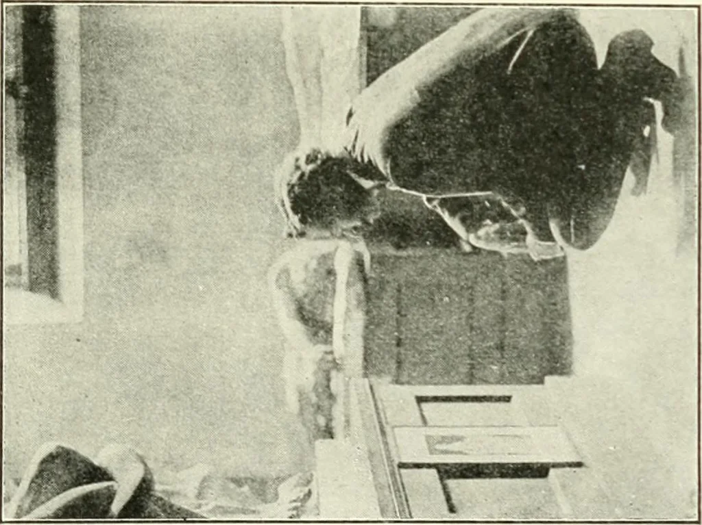 An illustration from Museum ideals of purpose and method, 1918, leaf 294