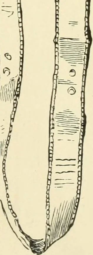An illustration from Museum of antiquity : a description of ancient life : the employments, amusements, customs and habits, the cities, palaces, monuments and tombs, the literature and fine arts of 3,000 years ago, 1882, leaf 436