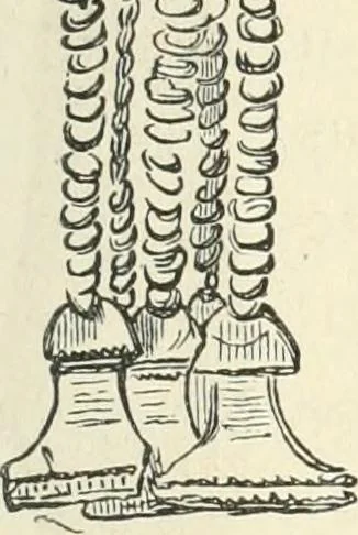 An illustration from Museum of antiquity; a description of ancient life: the employments, amusements, customs and habits, the cities, places, monuments and tombs, the literature and fine arts of 3,000 years ago, 1887, leaf 424
