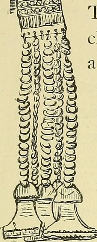 An illustration from Museum of antiquity; a description of ancient life: the employments, amusements, customs and habits, the cities, palaces, monuments and tombs, the literature and fine arts of 3,000 years ago, 1883, leaf 430