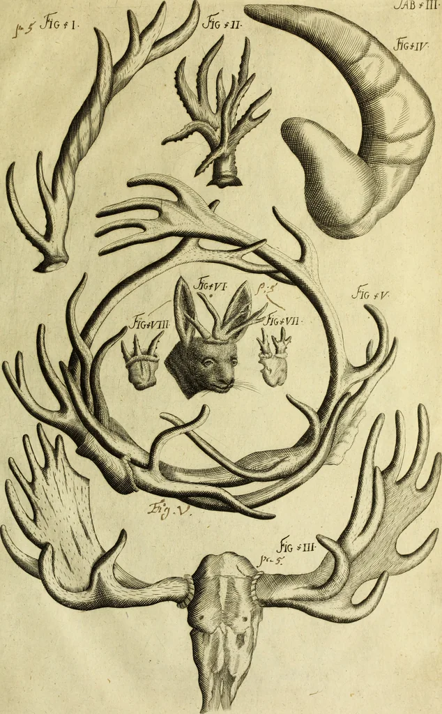 An illustration from Museum regium, seu, Catalogus rerum tam naturalium, quam artificialium, quae in basilica bibliothecae augustissimi Daniae Norvegiaeq[ue] monarchae Christiani Quinti, Hafniae asservantur, 1696, leaf 226
