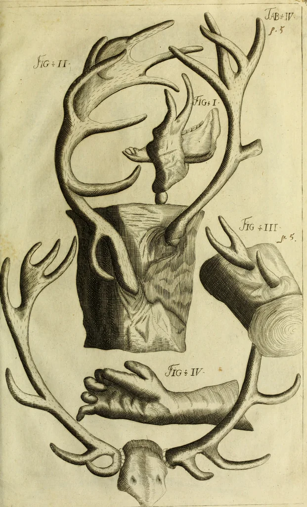 An illustration from Museum regium, seu, Catalogus rerum tam naturalium, quam artificialium, quae in basilica bibliothecae augustissimi Daniae Norvegiaeq[ue] monarchae Christiani Quinti, Hafniae asservantur, 1696, leaf 228