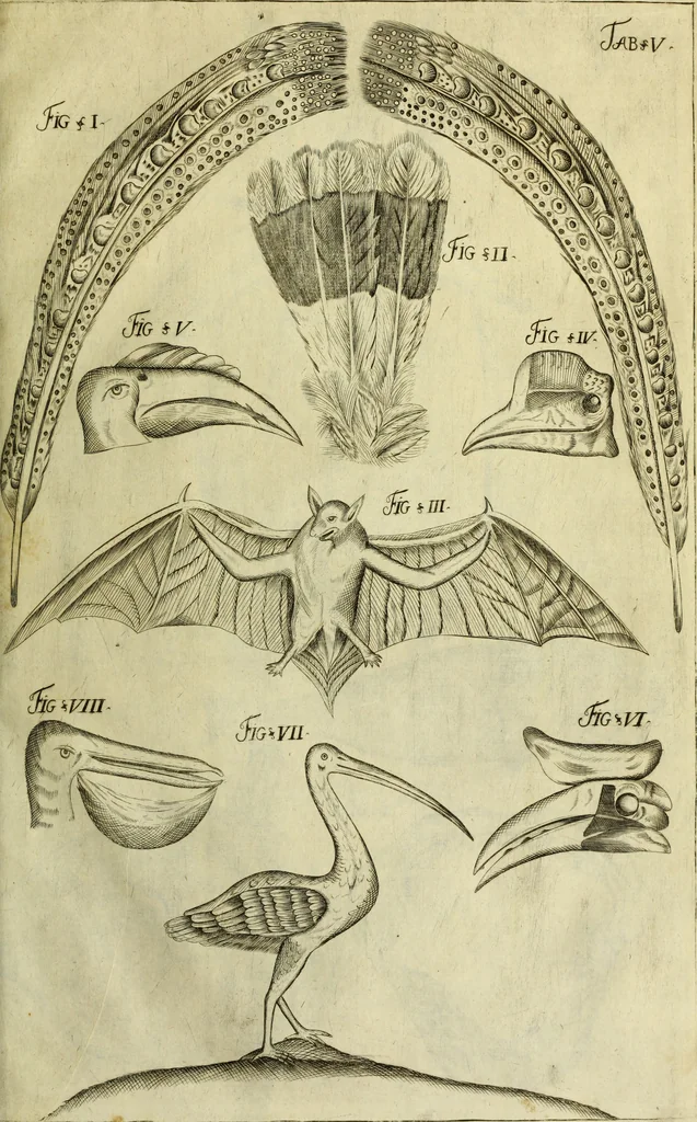 An illustration from Museum regium, seu, Catalogus rerum tam naturalium, quam artificialium, quae in basilica bibliothecae augustissimi Daniae Norvegiaeq[ue] monarchae Christiani Quinti, Hafniae asservantur, 1696, leaf 230