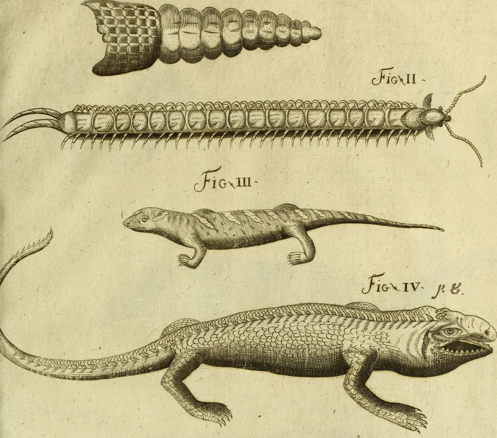 An illustration from Museum regium, seu, Catalogus rerum tam naturalium, quam artificialium, quae in basilica bibliothecae augustissimi Daniae Norvegiaeq[ue] monarchae Christiani Quinti, Hafniae asservantur, 1696, leaf 234