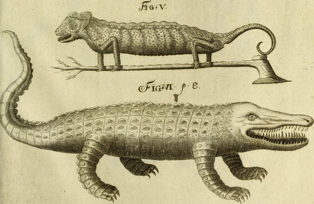 An illustration from Museum regium, seu, Catalogus rerum tam naturalium, quam artificialium, quae in basilica bibliothecae augustissimi Daniae Norvegiaeq[ue] monarchae Christiani Quinti, Hafniae asservantur, 1696, leaf 234