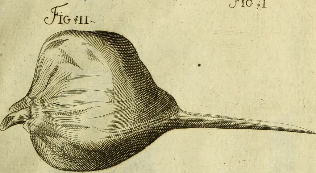 An illustration from Museum regium, seu, Catalogus rerum tam naturalium, quam artificialium, quae in basilica bibliothecae augustissimi Daniae Norvegiaeq[ue] monarchae Christiani Quinti, Hafniae asservantur, 1696, leaf 236