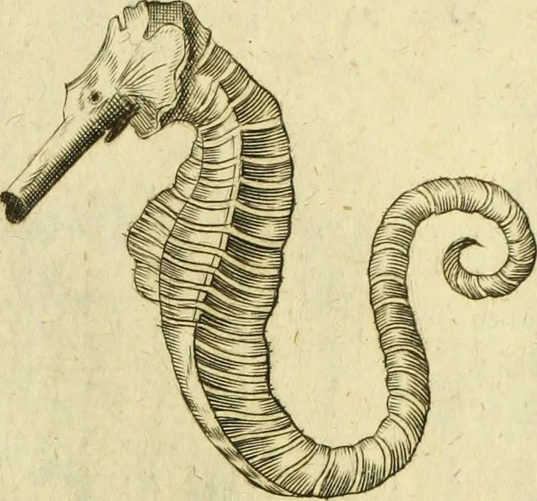 An illustration from Museum regium, seu, Catalogus rerum tam naturalium, quam artificialium, quae in basilica bibliothecae augustissimi Daniae Norvegiaeq[ue] monarchae Christiani Quinti, Hafniae asservantur, 1696, leaf 236