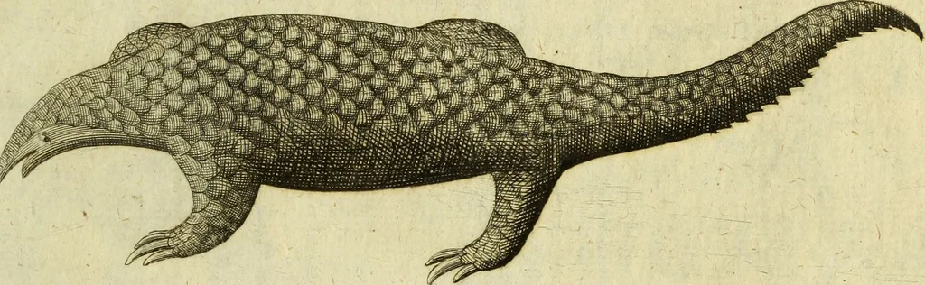 An illustration from Museum regium, seu, Catalogus rerum tam naturalium, quam artificialium, quae in basilica bibliothecae augustissimi Daniae Norvegiaeq[ue] monarchae Christiani Quinti, Hafniae asservantur, 1696, leaf 236