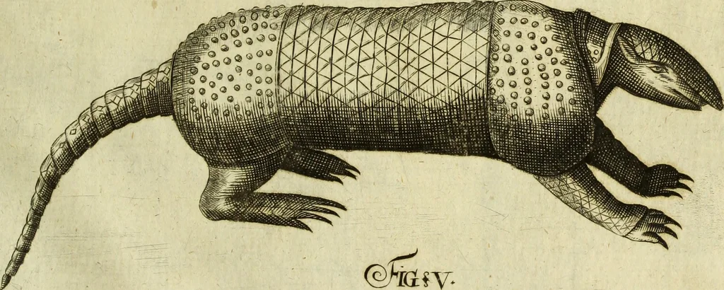 An illustration from Museum regium, seu, Catalogus rerum tam naturalium, quam artificialium, quae in basilica bibliothecae augustissimi Daniae Norvegiaeq[ue] monarchae Christiani Quinti, Hafniae asservantur, 1696, leaf 236