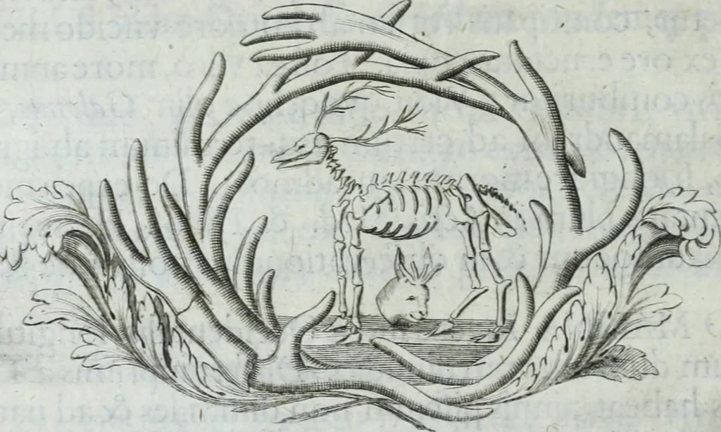 An illustration from Museum regium, seu, Catalogus rerum tam naturalium, quam artificialium, quae in basilica bibliothecae augustissimi Daniae Norvegiaeq[ue] monarchae Christiani Quinti, Hafniae asservantur, 1696, leaf 31