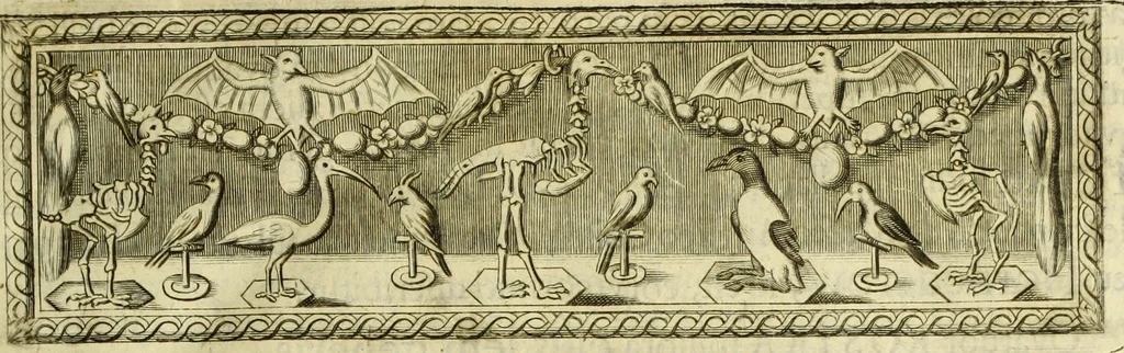 An illustration from Museum regium, seu, Catalogus rerum tam naturalium, quam artificialium, quae in basilica bibliothecae augustissimi Daniae Norvegiaeq[ue] monarchae Christiani Quinti, Hafniae asservantur, 1696, leaf 32