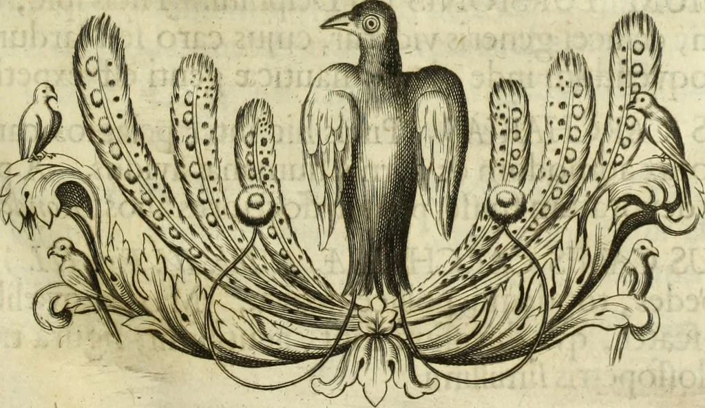 An illustration from Museum regium, seu, Catalogus rerum tam naturalium, quam artificialium, quae in basilica bibliothecae augustissimi Daniae Norvegiaeq[ue] monarchae Christiani Quinti, Hafniae asservantur, 1696, leaf 34