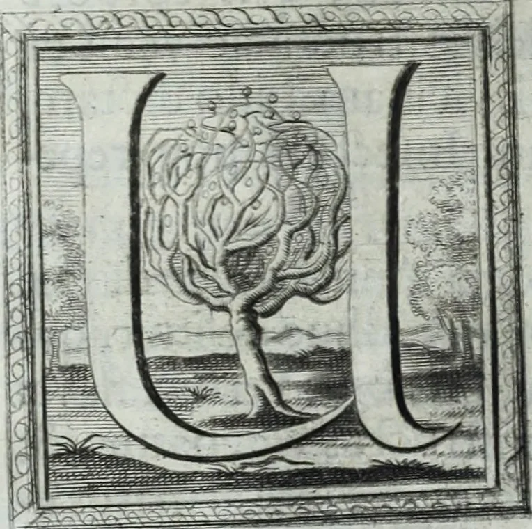An illustration from Museum regium, seu, Catalogus rerum tam naturalium, quam artificialium, quae in basilica bibliothecae augustissimi Daniae Norvegiaeq[ue] monarchae Christiani Quinti, Hafniae asservantur, 1696, leaf 47