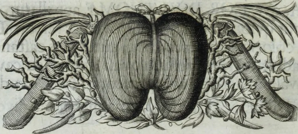 An illustration from Museum regium, seu, Catalogus rerum tam naturalium, quam artificialium, quae in basilica bibliothecae augustissimi Daniae Norvegiaeq[ue] monarchae Christiani Quinti, Hafniae asservantur, 1696, leaf 51