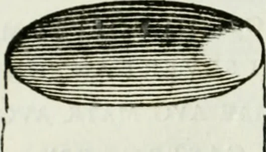 An illustration from Museum veronense, hoc est, Antiquarum inscriptionum atque anaglyphorum collectio : cui Taurinensis adiungitur et Vindobonensis : accedunt monumenta id genus plurima nondum vulgata, et ubicumque collecta, 1749, leaf 137