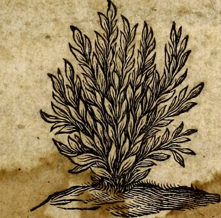 An illustration from Musicae compendium, 1656, leaf 8