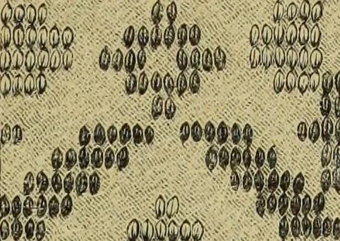 An illustration from Muster altdeutscher Leinenstickerei : IV, 1888, leaf 24