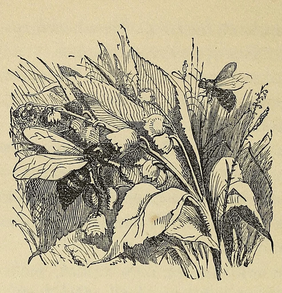 An illustration from Mvskoke nakcokv eskerretv esvhokkolat. Creek second reader, 1871, leaf 24