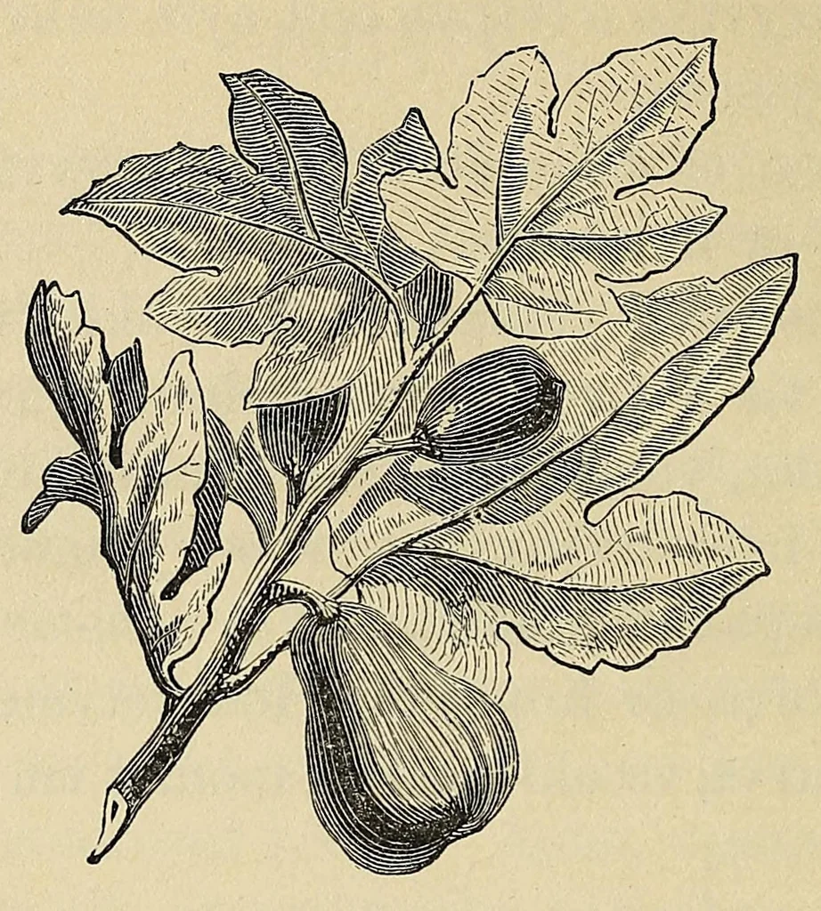 An illustration from Mvskoke nakcokv eskerretv esvhokkolat. Creek second reader, 1871, leaf 58