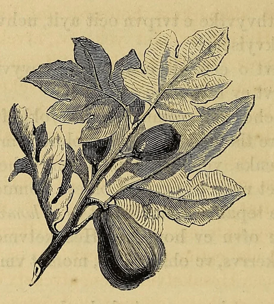 An illustration from Mvskoke nakcokv eskerretv esvhokkolat. Creek second reader, 1800, leaf 58