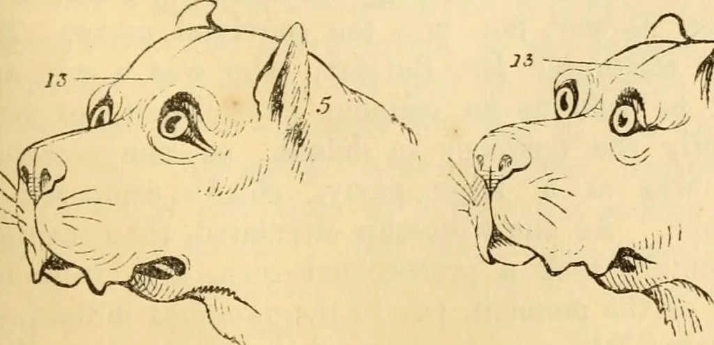 An illustration from My battle for life. The autobiography of a phrenologist, 1857, leaf 512
