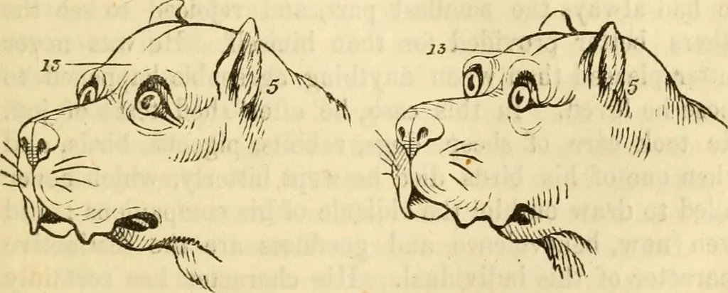 An illustration from My battle for life. The autobiography of a phrenologist, 1857, leaf 680