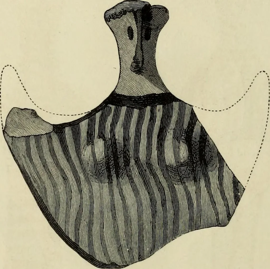 An illustration from Mycenae : a narrative of researches and discoveries at Mycenae and Tiryns, 1878, leaf 154