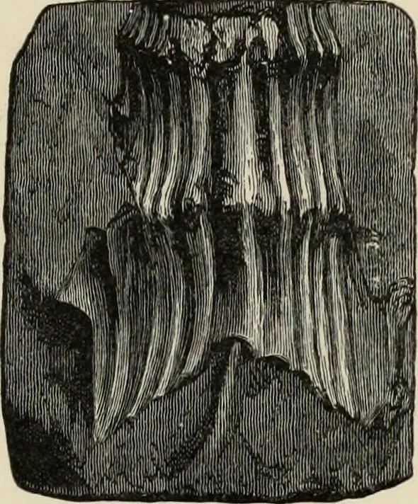 An illustration from Mycenae : a narrative of researches and discoveries at Mycenae and Tiryns, 1878, leaf 191