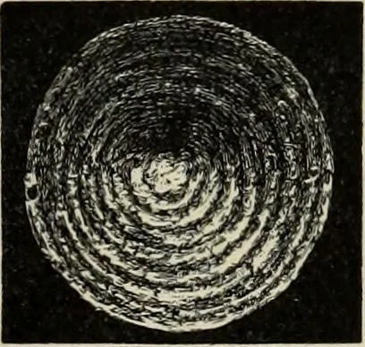 An illustration from Mycenae : a narrative of researches and discoveries at Mycenae and Tiryns, 1878, leaf 191