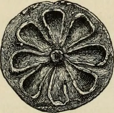 An illustration from Mycenae : a narrative of researches and discoveries at Mycenae and Tiryns, 1878, leaf 191