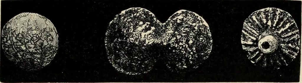 An illustration from Mycenae : a narrative of researches and discoveries at Mycenae and Tiryns, 1878, leaf 193