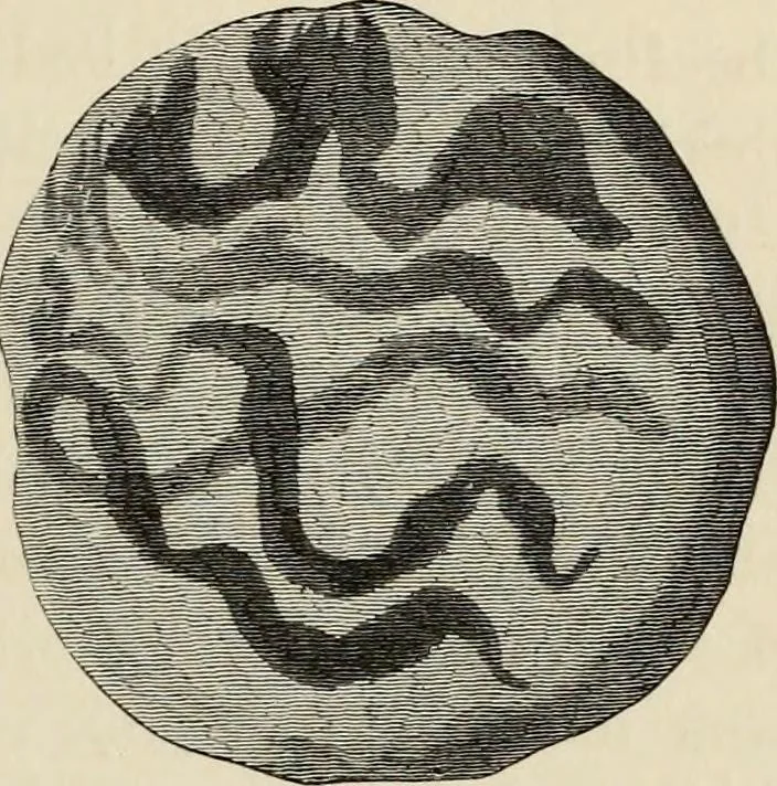 An illustration from Mycenae : a narrative of researches and discoveries at Mycenae and Tiryns, 1878, leaf 197