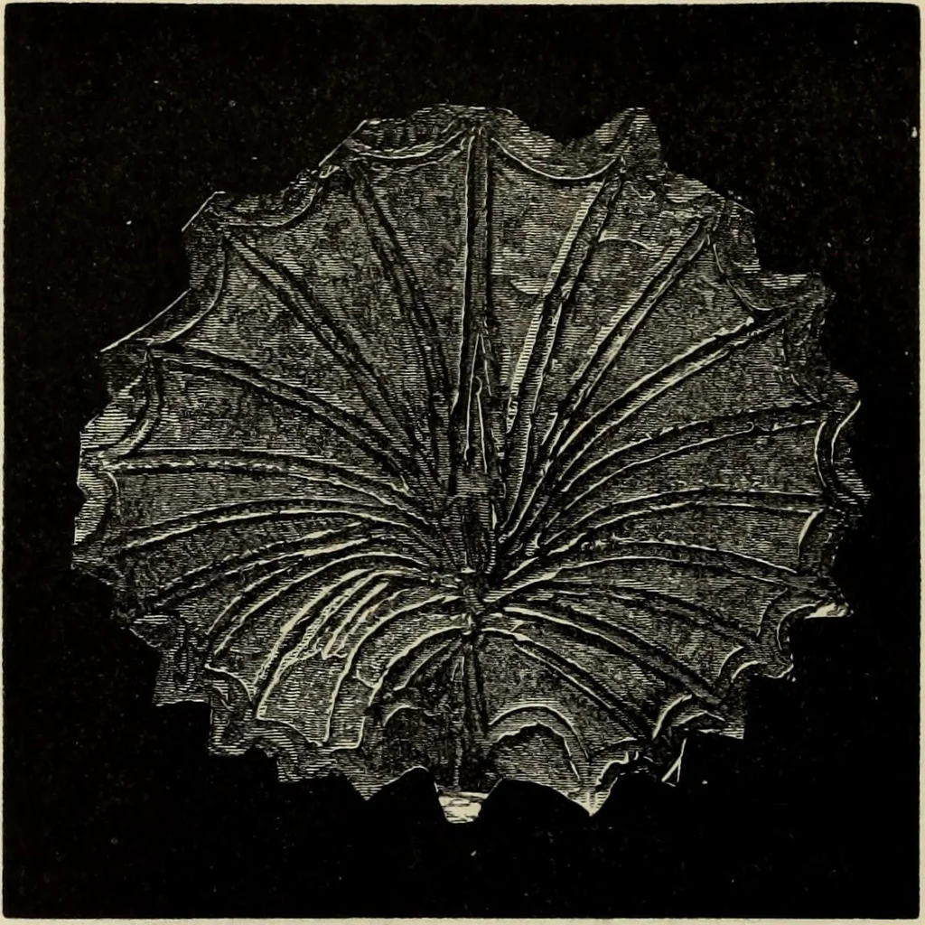 An illustration from Mycenae : a narrative of researches and discoveries at Mycenae and Tiryns, 1878, leaf 258