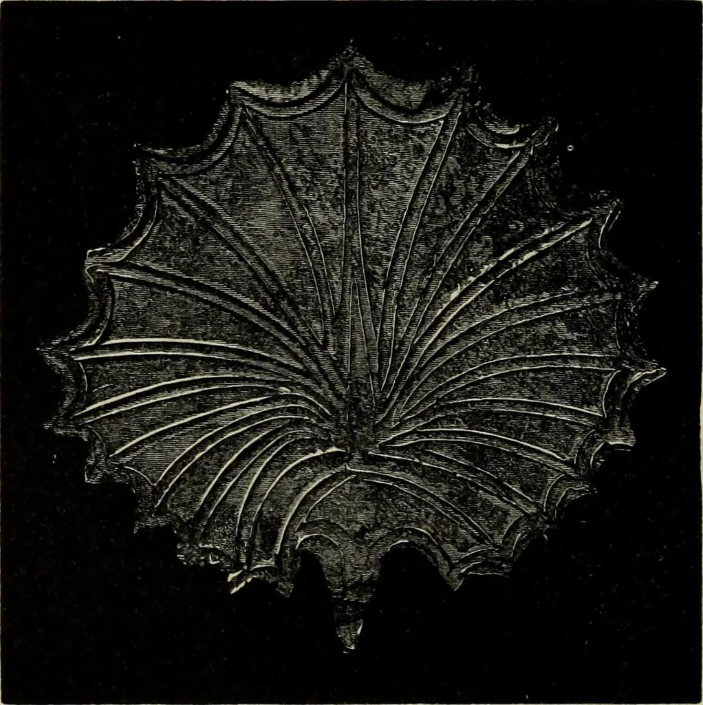 An illustration from Mycenae : a narrative of researches and discoveries at Mycenae and Tiryns, 1878, leaf 258