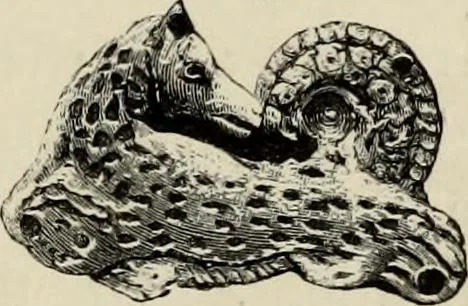 An illustration from Mycenae : a narrative of researches and discoveries at Mycenae and Tiryns, 1878, leaf 271