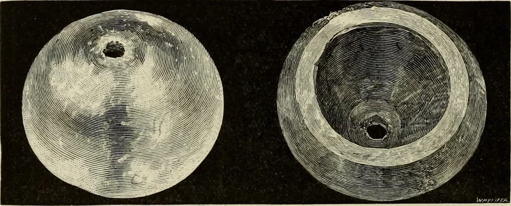An illustration from Mycenae : a narrative of researches and discoveries at Mycenae and Tiryns, 1878, leaf 288