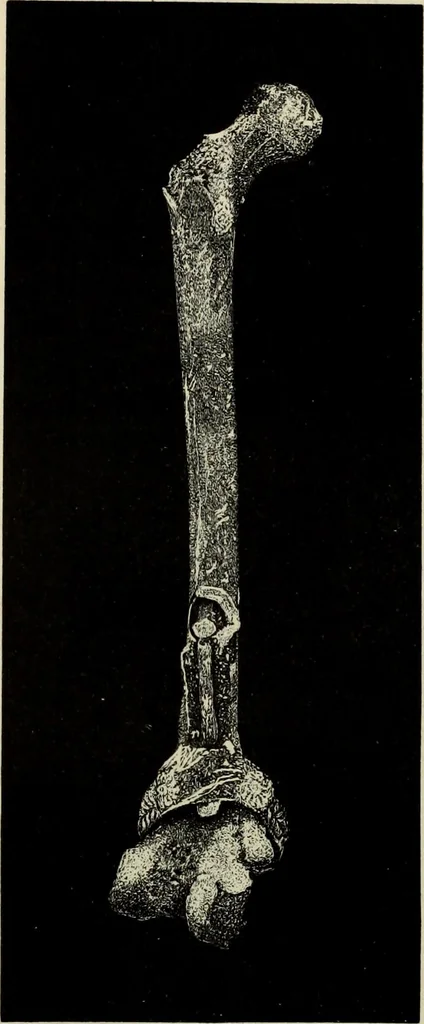 An illustration from Mycenae : a narrative of researches and discoveries at Mycenae and Tiryns, 1878, leaf 318
