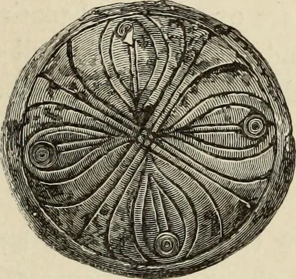 An illustration from Mycenae : a narrative of researches and discoveries at Mycenae and Tiryns, 1878, leaf 353