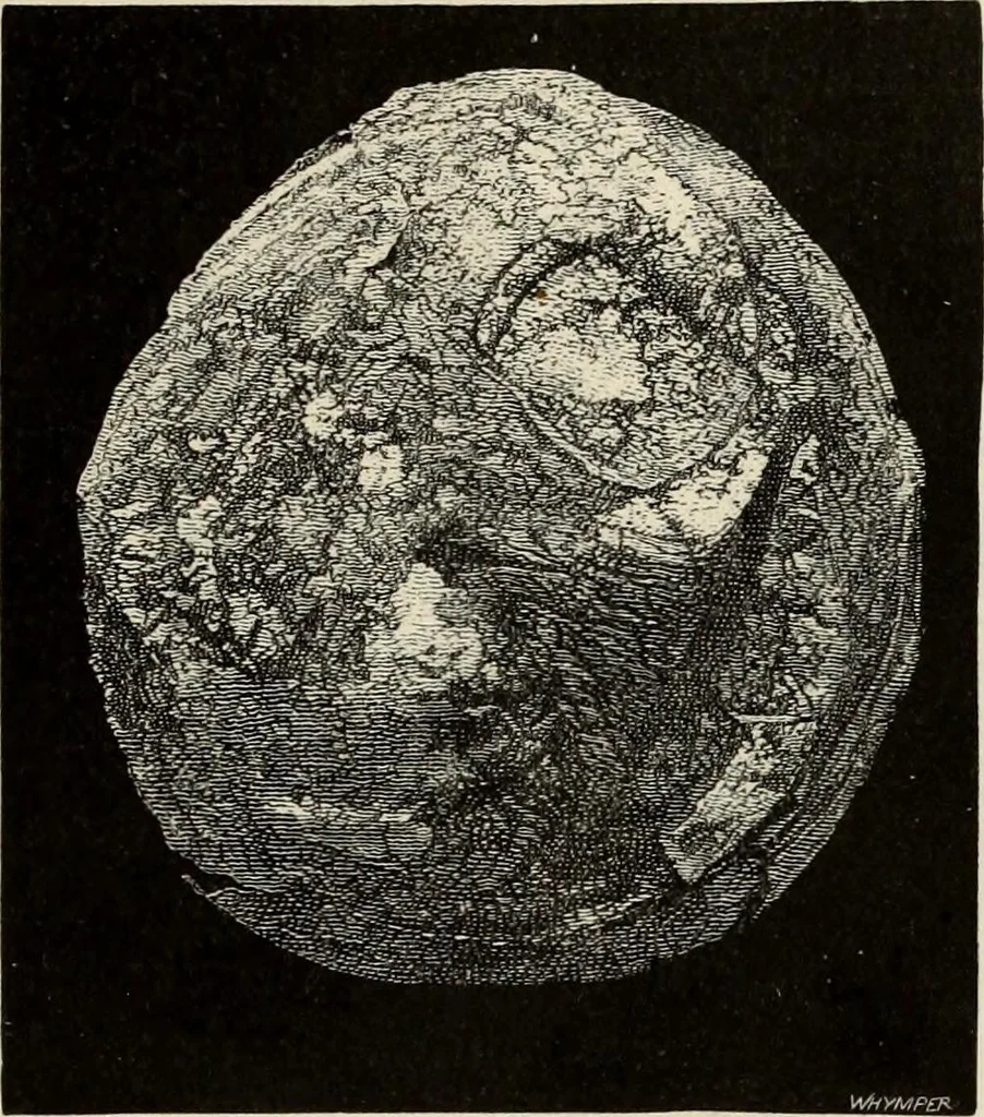 An illustration from Mycenae : a narrative of researches and discoveries at Mycenae and Tiryns, 1878, leaf 357