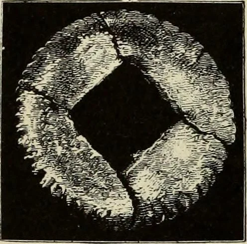 An illustration from Mycenae : a narrative of researches and discoveries at Mycenae and Tiryns, 1878, leaf 358