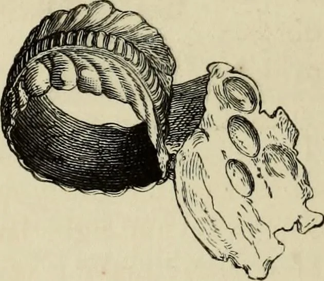 An illustration from Mycenae : a narrative of researches and discoveries at Mycenae and Tiryns, 1878, leaf 408